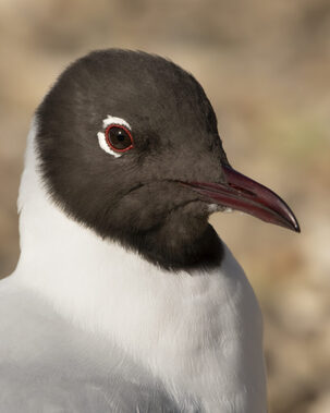 Thumbnail of Black-Headed Gull